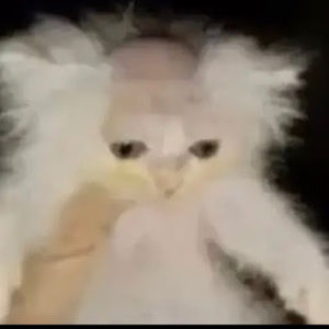 Meet your Posher, Bayron